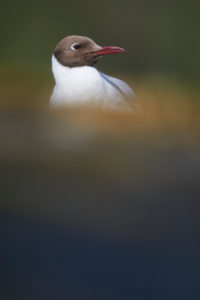 Black-headed Gull, Chroicocephalus ridibundus, summer dress Black-headed Gull, Chroicocephalus ridibundus, summer dress